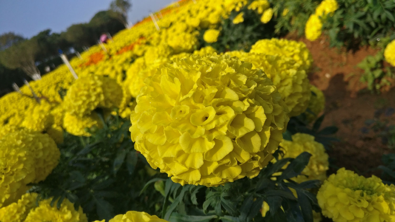 IMG_20181222_095354.jpg IMG_20181222_095354.jpg